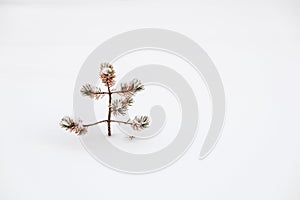 Small ugly pine alone in snow