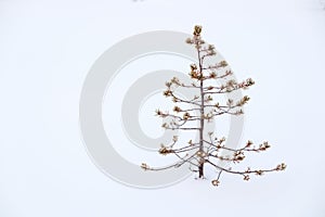 Small ugly pine alone in snow