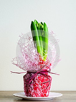 Small unbloomed hyacinth flower bud in a pot covered with red paper and decorative mesh