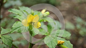 A small unknown light yellow flower i see in forest, extreme macro shot