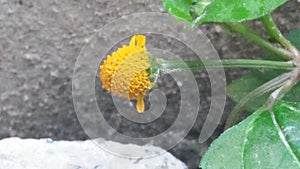 Small unnoticed flower