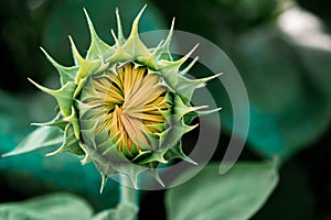 Small unopened sunflower