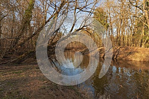 A small, unregulated river flowing through the forest.