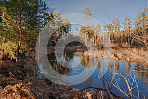 A small, unregulated river flowing through the forest.