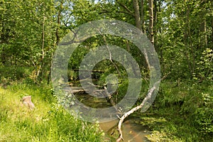 A small, unregulated river.