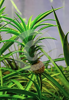 A small unripe pineapple grows in a greenhouse