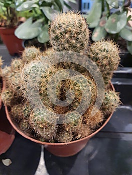 A small unusual fluffy cactus in a vase, blurred background, top view.