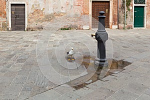 A small urban fountain in venice and thirsty seagull gull