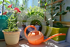 Small urban garden on the balcony. Blooming flowers in pots