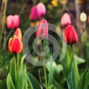 A small urban garden full of tulips