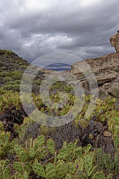 A small Valley formed from Volcanic Rocks with the floor completely covered in various Succulents and Cactus