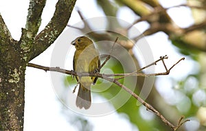 Small Variable seedeater female