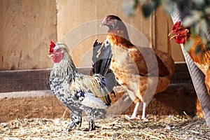 A small variegated rooster steps in front of its flock of chickens