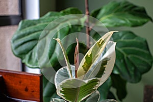 A small Varigated Rubber Tree Ficus Elastica Variegata