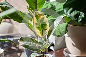 A small Varigated Rubber Tree Ficus Elastica Variegata sits in a white pot on a desk decorating a home office