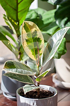 A small Varigated Rubber Tree Ficus Elastica Variegata sits in a white pot on a desk decorating a home office