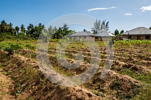 Small vegetables patch farmland in a village on Pemba Island, Tanzania.