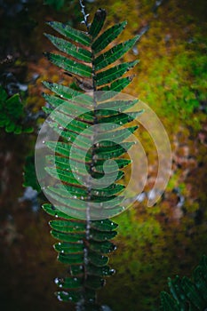 Macro vegetation in the forest photo