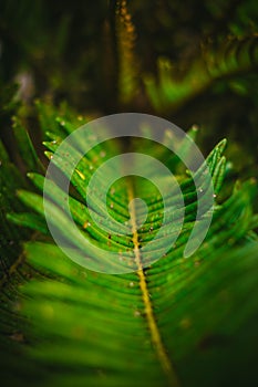 Macro vegetation in the forest photo