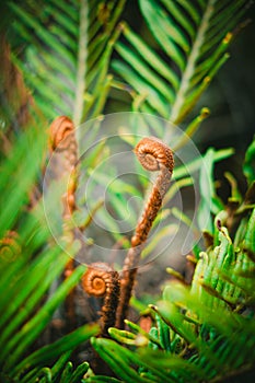 Macro vegetation in the forest photo