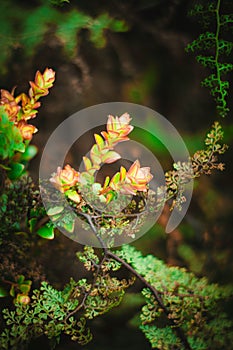Macro vegetation in the forest photo