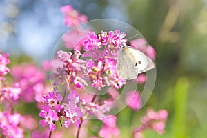 Small veined white butterfly, Pieris napi. Summer landscape with pink flowers