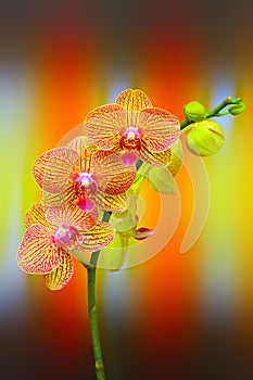 small vertical branch of golden phalaenopsis orchids with abstract design backdrop