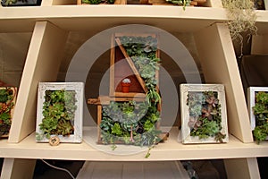 Small vertical gardens,