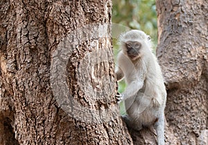 Small vervet monkey in Krueger National Park in South Africa photo