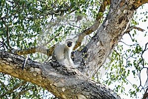 Small vervet monkey on top of a tree