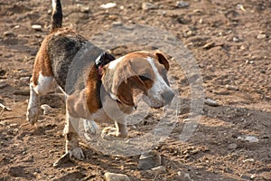 Dog beagle