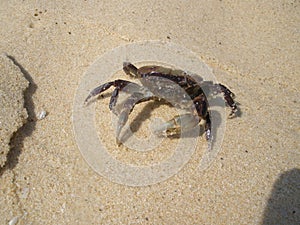 Small vietnam crab on sand