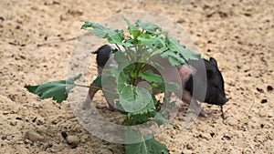 Small vietnamese pot-belling pig on farm in wild life