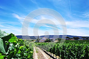 small village and vineyards, Sao Cristovao