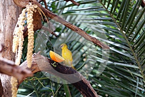 Small Village Weaver / Spotted Backed Weaver Ploceus Cucullatus on a Tree in a Zoo