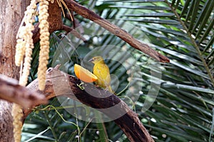 Small Village Weaver / Spotted Backed Weaver Ploceus Cucullatus on a Tree in a Zoo