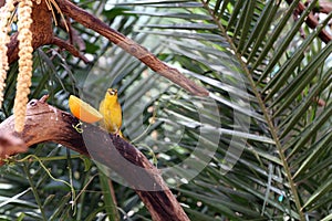 Small Village Weaver / Spotted Backed Weaver Ploceus Cucullatus on a Tree in a Zoo