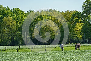 The small village of weseke in the german muensterland photo