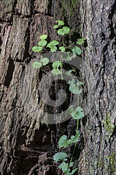 Vine on tree bark