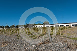 Small vineyard in the Bahia Bustamante Lodge, Chubut Province, Argentina