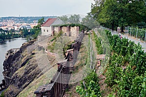 Small vineyard in Czech Republic