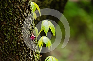 small violet Cercis siliquastrum flower growing in a tree trunk with a green background. Shallow depth of field photo