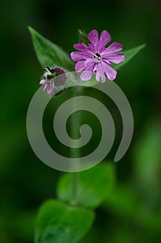 Small violet flower