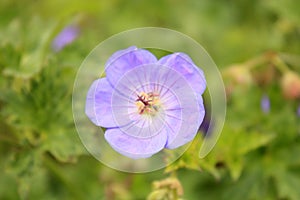 Small violet flowers in the garden on the green background.