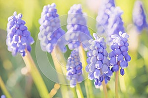 Small violet flowers grape hyacinth grow on spring garden