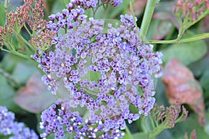 Small violet flowers