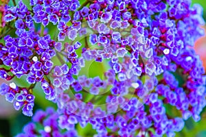 Small violet flowers