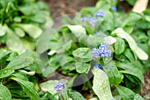 Small violet pansy closeup