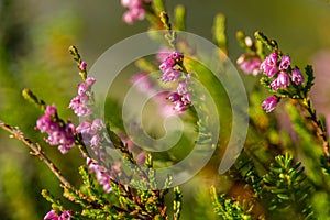 Small, violett forest flowers in afternoon light