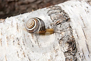 Small vivid Burgundy snail Helix, Roman snail, edible snail, es